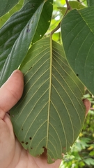 Annona macroprophyllata