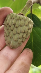 Annona macroprophyllata