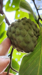 Annona macroprophyllata