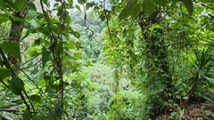 Annona macroprophyllata