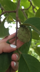 Annona macroprophyllata