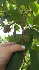 Annona macroprophyllata