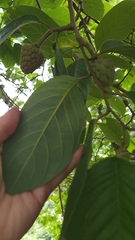 Annona macroprophyllata