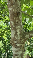 Annona macroprophyllata