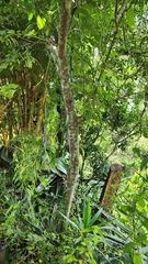 Annona macroprophyllata