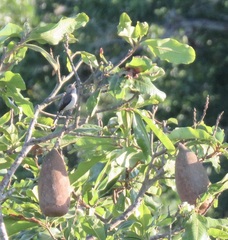 Odontorchilus cinereus