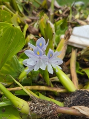 Pontederia crassipes