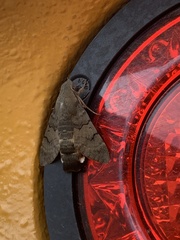 Macroglossum stellatarum