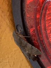 Macroglossum stellatarum