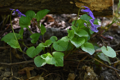 Viola
