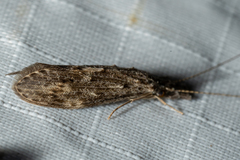 Oecetis cinerascens