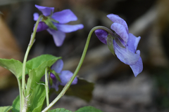 Viola