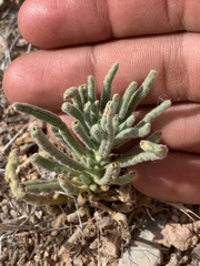 Phacelia rafaelensis