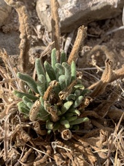 Phacelia rafaelensis