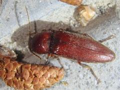 Melanotus castanipes