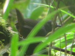 Scytalopus