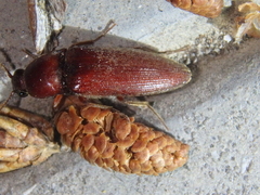 Melanotus castanipes