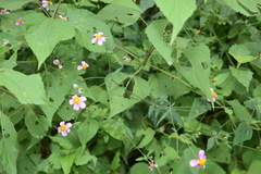 Bidens clavata
