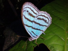 Cepheuptychia cephus