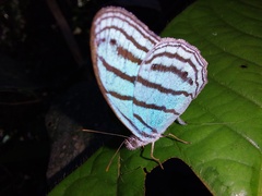 Cepheuptychia cephus