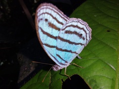 Cepheuptychia cephus