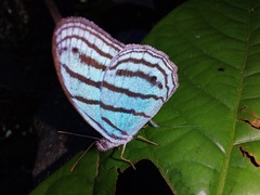 Cepheuptychia cephus