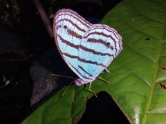 Cepheuptychia cephus