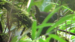 Scytalopus