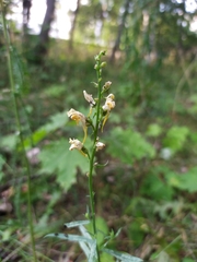 Linaria vulgaris