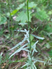 Linaria vulgaris