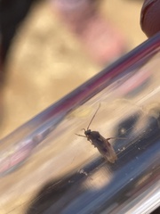 Spanagonicus albofasciatus