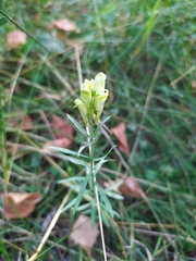 Linaria vulgaris