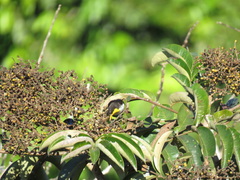 Hemithraupis flavicollis