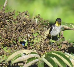 Hemithraupis flavicollis