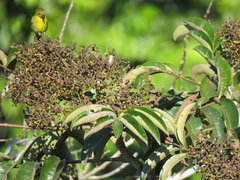 Hemithraupis flavicollis