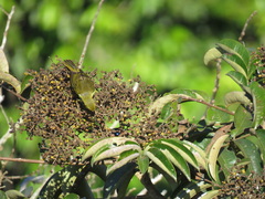Hemithraupis flavicollis