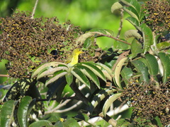 Hemithraupis flavicollis