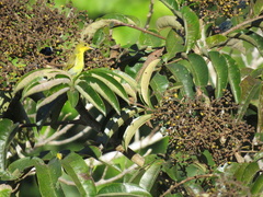 Hemithraupis flavicollis