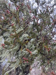 Dendropemon pycnophyllus