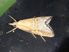 Euchromius bella