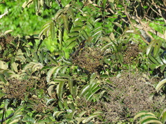 Hemithraupis flavicollis