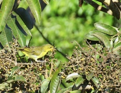 Hemithraupis flavicollis