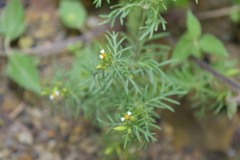 Tagetes filifolia