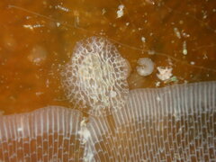 Corambe