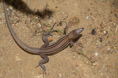 Aspidoscelis hyperythrus beldingi