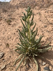 Phacelia rafaelensis