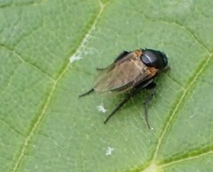 Metopininae