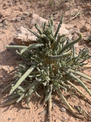 Phacelia rafaelensis