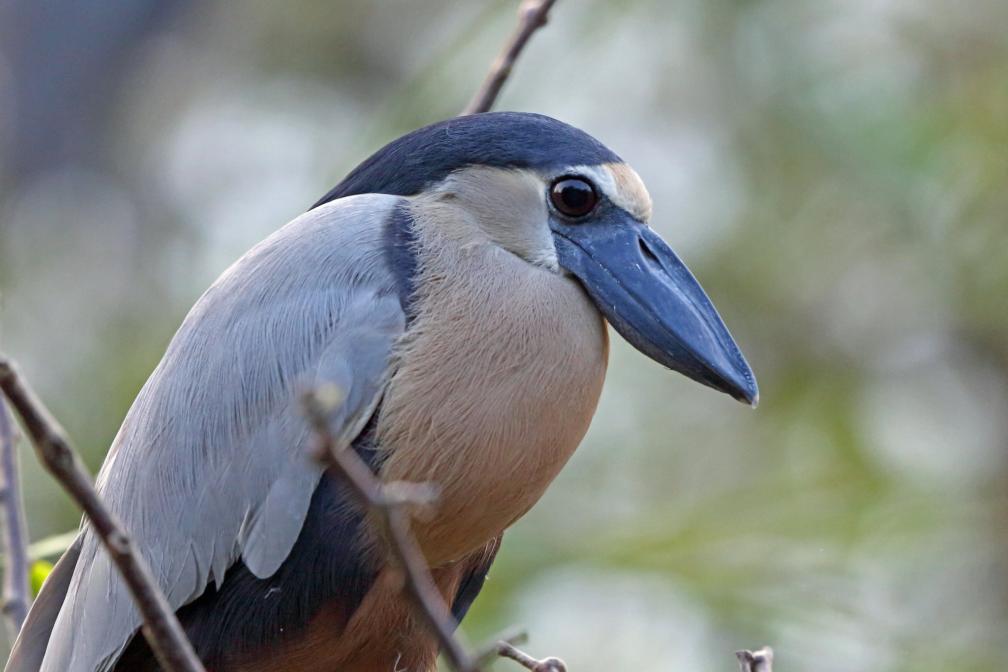Boat-billed Heron illustration
