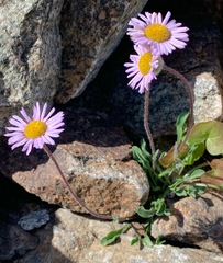 Erigeron algidus
